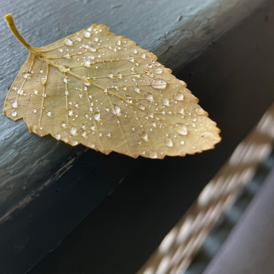 leaf with water bubbles